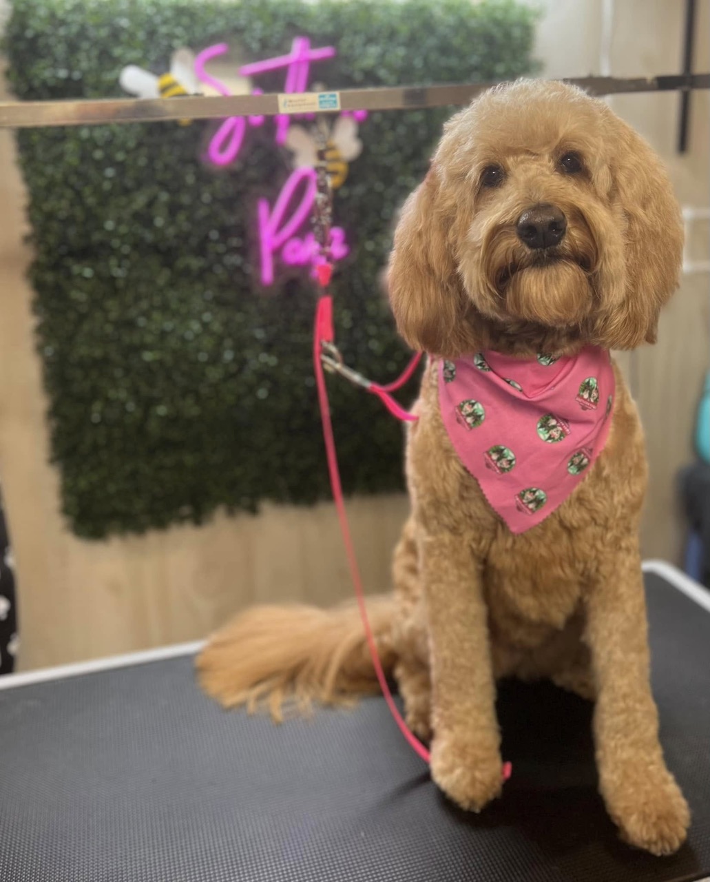 Mobile Dog Grooming Van
