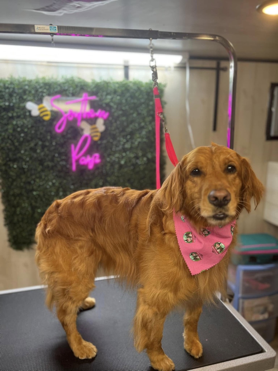 Full Service Grooming