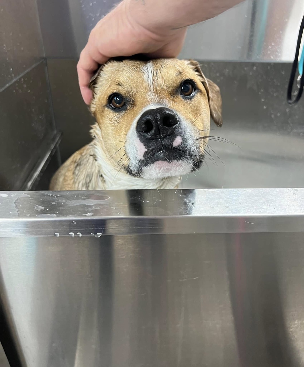 Mobile Grooming Gallery image