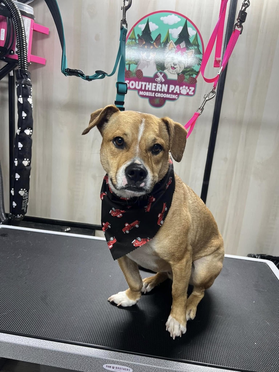 Mobile Grooming Gallery image