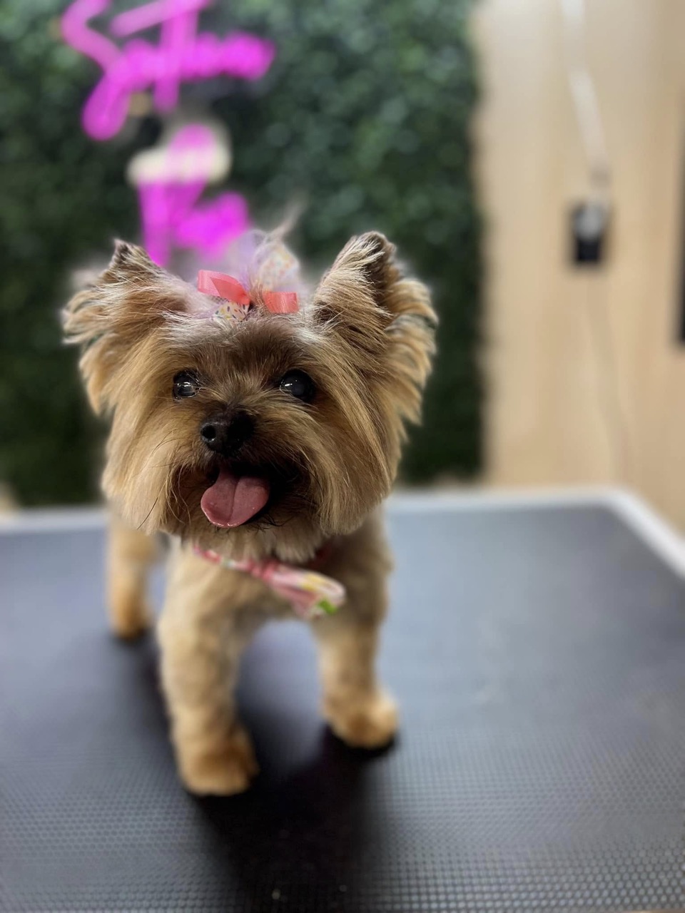 Mobile Grooming Gallery image