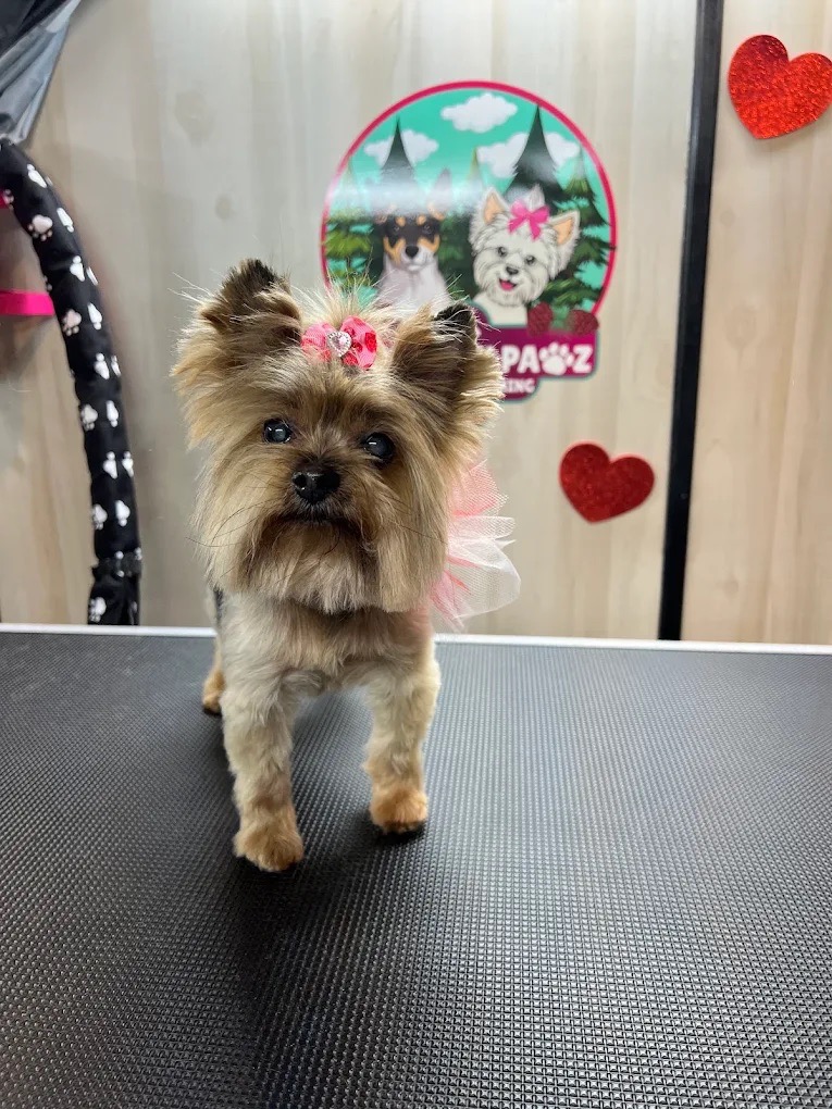 Mobile Grooming Gallery image