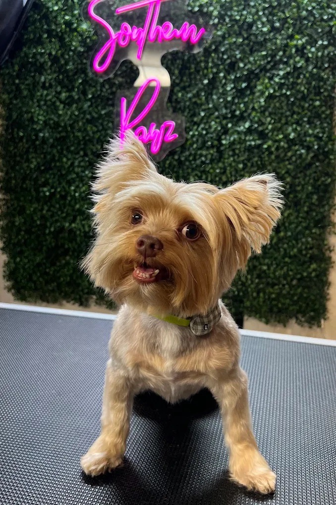 Dog grooming gallery