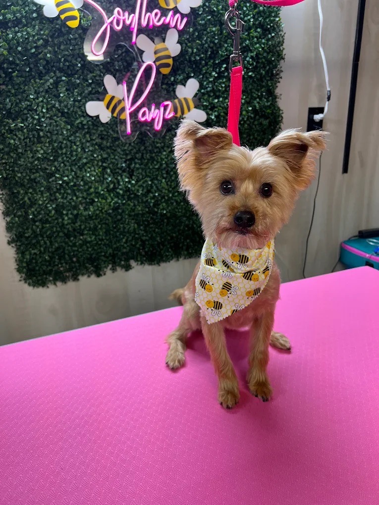 Dog grooming gallery
