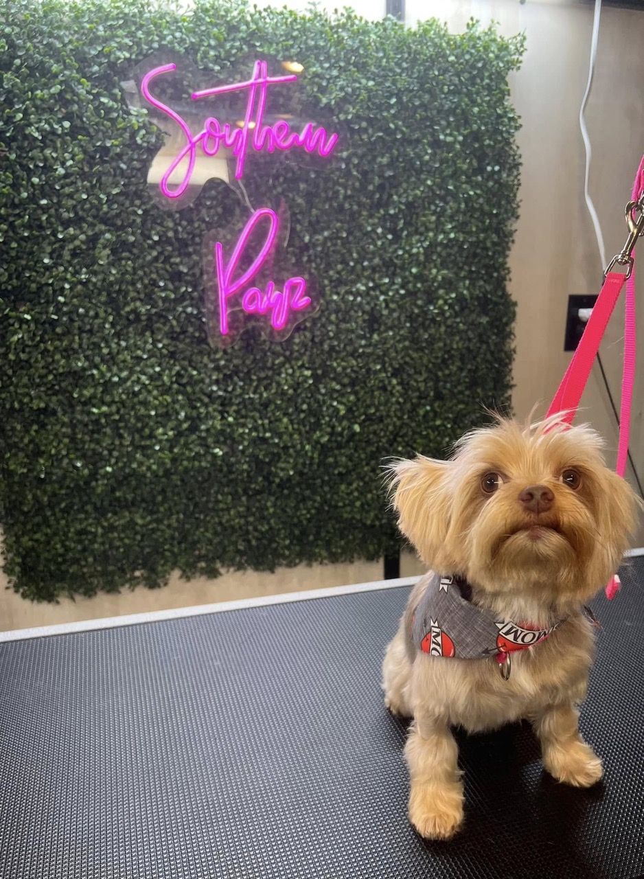 Dog grooming gallery