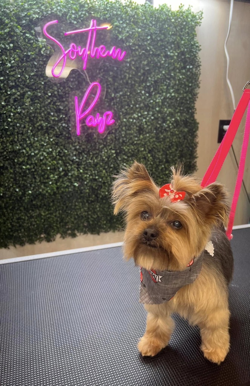 Dog grooming gallery