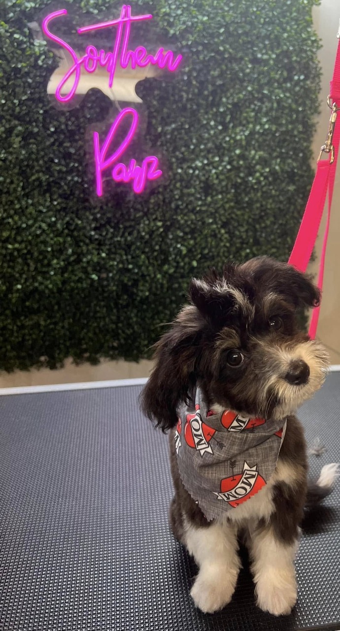 Dog grooming gallery