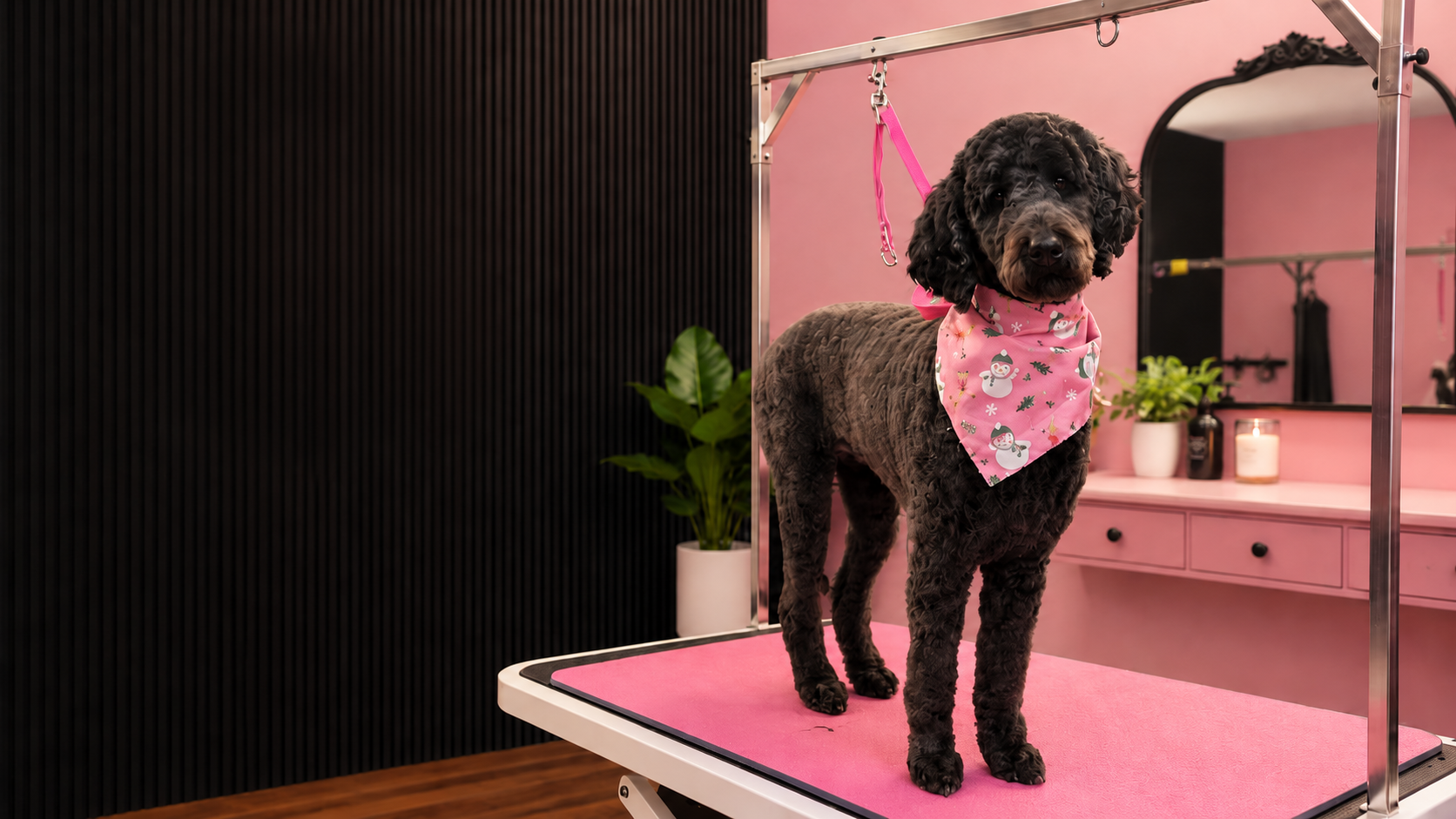 Dog Grooming