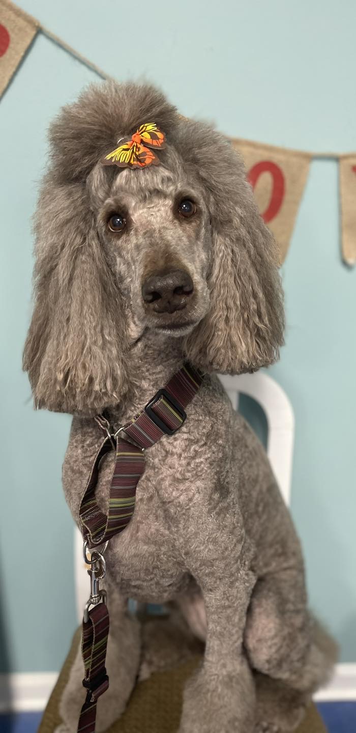 Seven Lakes Grooming