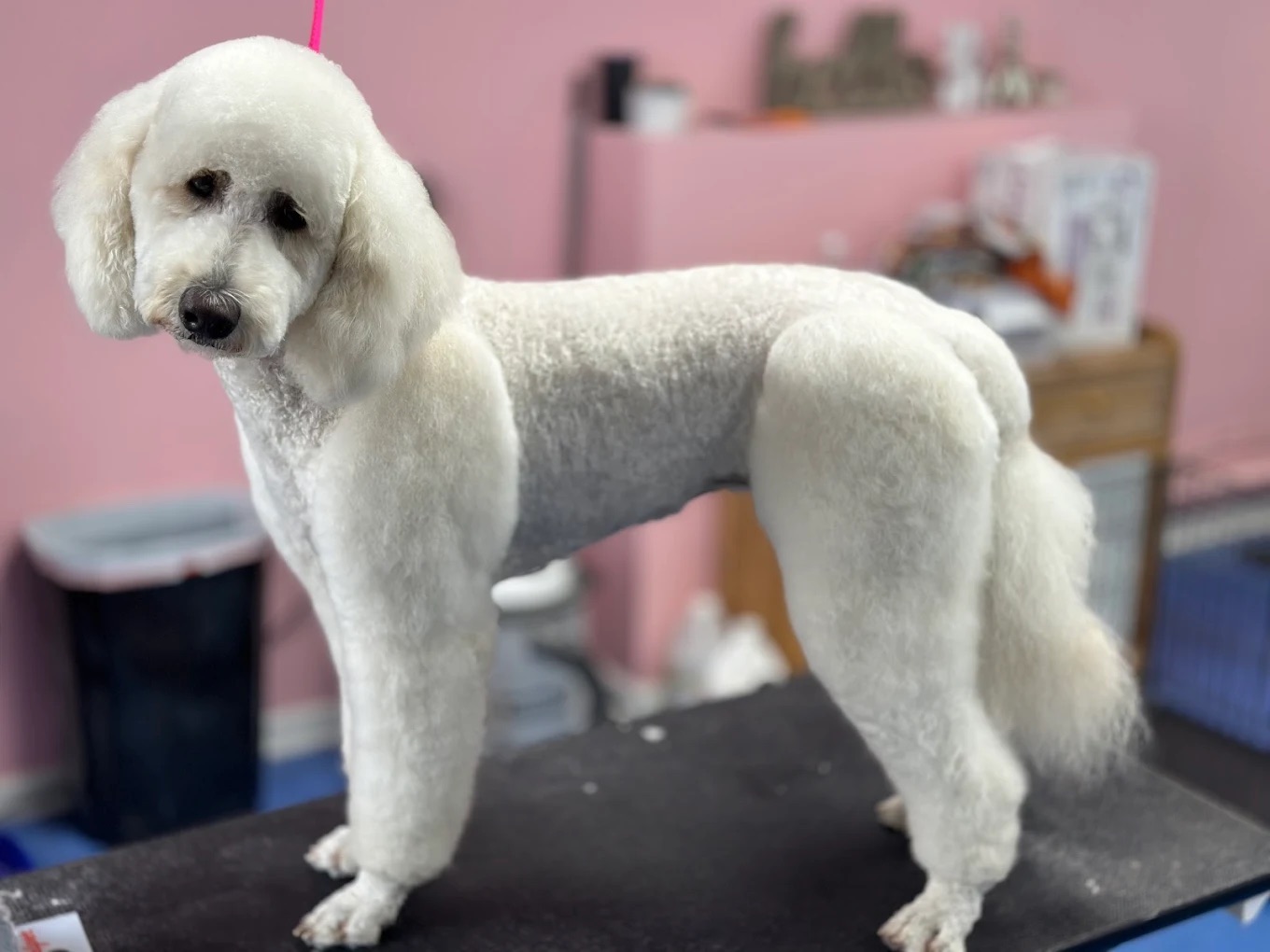 Full Service Grooming